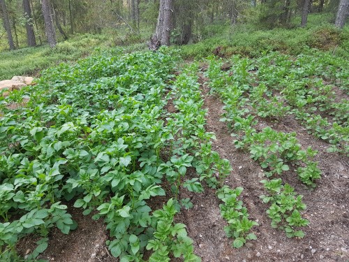 Pottumaa